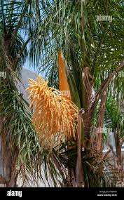 Image result for Dypsis decaryi