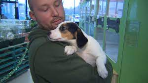 Maybe you would like to learn more about one of these? 13 Puppies Found Arrests Made After Nh Pet Store Break In Cbs Boston