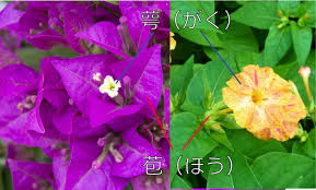 種で遊ぶオシロイバナ 夕方から咲く理由とは 実は毒草 知られざる秘密一挙公開 自由研究にもおすすめ 園楽project 園芸 植物を楽しむ情報サイト