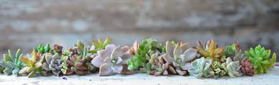 Image result for Hoodia currorii