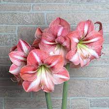 Amaryllis Winter Delight White Flower Farm Flower Farm Amaryllis Bulbs