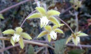 Image result for Pergularia daemia