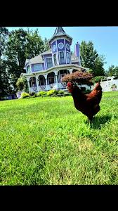 Polo's Pollo's are loving summer free ranging #chickensoftiktok #chick...