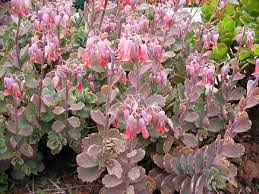 Image result for Kalanchoe dyeri