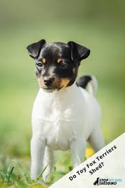 Our toy fox terrier puppies for sale come from either usda licensed commercial breeders or hobby breeders with no more than 5 breeding mothers. How Much Do Toy Fox Terriers Shed Stop My Dog Shedding