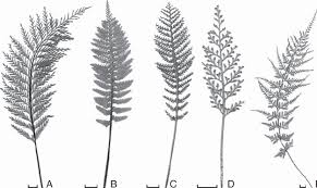 Image result for Asplenium africanum