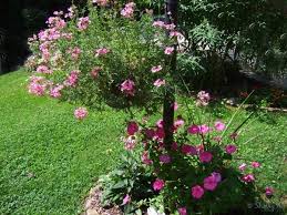 The light stays illuminated for up to 8 hours on sunny day charge, so you can count on them to last. Lamppost Flower Bed Sherry S Place