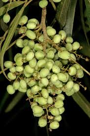 Image result for Searsia lancea