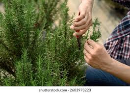 Image result for rosemary pruning