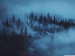165 4k minimalist android iphone desktop hd backgrounds. Aesthetic Forest Wallpapers Top Free Aesthetic Forest Backgrounds Wallpaperaccess