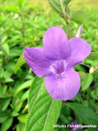 Image result for Barleria setosa