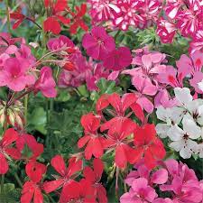 Mixed Trailing Geranium 10 5cm Geraniums Container Plants Long Lasting Flower