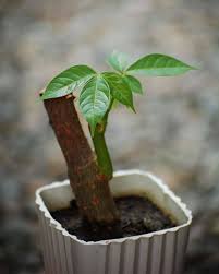 Bonsai money trees will only grow to about 12 in height. How To Grow And Care For Money Tree Bonsai Pachira Aquatica Florgeous