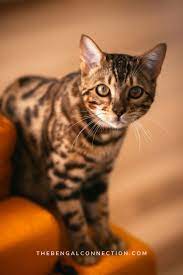 Finding A Bengal Cat In 2021 Bengal Cat Bengal Cat Price Bengal Kitten