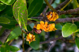 Image result for Scolopia mundii