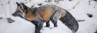 Fox Symbolism Dreams Totems And Messages Spirit Animal Totems Mouths with red lips speaking animations vector.