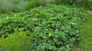 Weitere ideen zu erdbeeren garten, garten, erdbeerturm. Erdbeere Fragaria Im Pflanzenlexikon Gartennatur Com