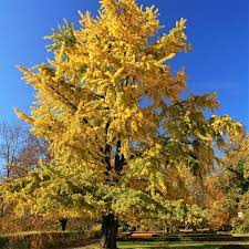 Its stiffly upright branches form a narrowly pyramidal crown that reaches a height of about 40 feet and spread of about 15 feet. Princeton Sentry Ginkgo Naturehills Com