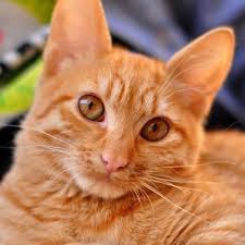 Bildergebnis f&uuml;r rote Katzen