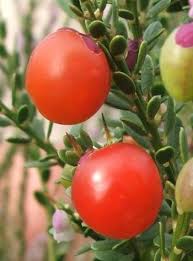 Image result for Muraltia