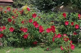 Grows to around 5 ft. Photo Of The Entire Plant Of Hybrid Hardy Hibiscus Hibiscus Lord Baltimore Posted By Virginiarose Garden Org