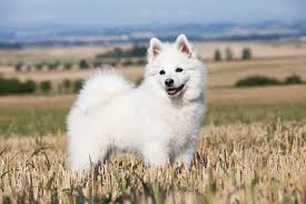Almanca Kopek Isimleri Pooch Unuz Icin 250 En Buyuk Almanca Isimler Mukemmel Kopek Irklari One Cikan