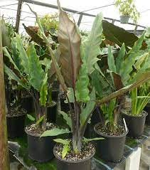 Unique with narrow long wavy edged spear like leaves making them a cut above the rest. Pin On Alocasias