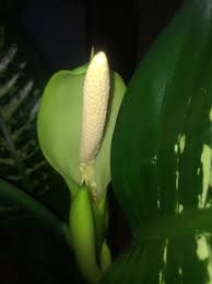Houseplants Forum Dieffenbachia Flowering Garden Org