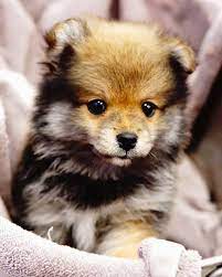 Forever Love Puppies Has So Many Puppies And Now For A Limited Time Only Receive 200 Off Any Puppy When You Show This Ad I Puppies Puppies For Sale Pembroke