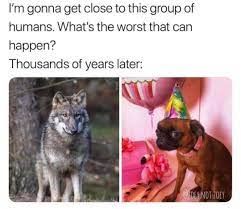 Wolves (en), album de rise against sorti en 2017. Meme About Wolves Becoming Domesticated And Evolving Into Tiny Lap Dogs Funny Animal Memes Funny Memes Cute Funny Animals