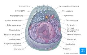 The answer is:cell membranenucleusmitochondriaand if you wanted me to be specific about what egg cell this is, it's a 'human egg cell'. Learn The Parts Of A Cell With Diagrams And Cell Quizzes Kenhub