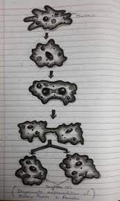 Diagrammatic Representation Of Binary Fission In Amoeba Representation Binary Handmade