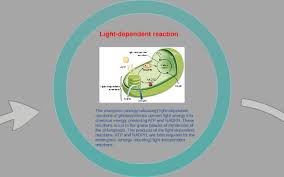 The thylakoid membrane contains some integral membrane protein complexes that catalyze the light reactions. Light Dependent Reaction By Kameron Magstadt