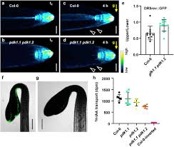 037906240 g42 — intake air temperature sender n75 — charge pressure control solenoid valve n112 — secondary air inlet valve n205 — camshaft adjustment valve n249 — turbocharger air recirculation valve. A Lipid Code Dependent Phosphoswitch Directs Pin Mediated Auxin Efflux In Arabidopsis Development Biorxiv