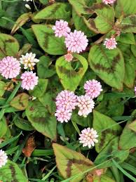 Image result for Persicaria