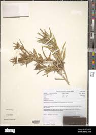 Image result for Geigeria filifolia