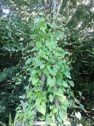 It is native to most of temperate and tropical eastern asia, occurring from eastern russia and japan in the north, and the range extending to the philippines and india in the south. Invasive Vine Queenofsienna S Kitchen Journal