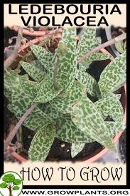 Image result for Ledebouria