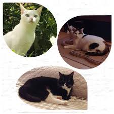 Hallo ich möchte einer katze oder auch gerne zwei fellnasen ein neues zuhause geben. Weisse Katzen Genetik Taubheit Und Blaue Augen Irisdepigmentation Teneriffas Sonnenkinder