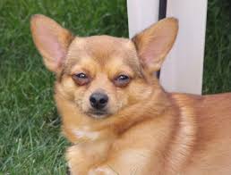 The pomchi dog's parents are strikingly similar in many aspects. Pomeranian Chihuahua Mix Meet The Adorable Pomchi My Dog S Name