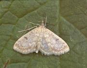 Image result for Anania perlucidalis