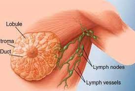 Untuk menunjang kebersihan badan, mencukur bulu ketiak dan organ intim lainnya. Mencabuti Bulu Ketiak Berhubungan Dengan Kanker Payudara Republika Online
