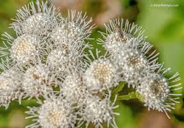 1800flowers.com has been visited by 100k+ users in the past month Identify This 3 4 Mm Winged Visitor To Clusters Of Tiny White Flowers Open Photography Forums