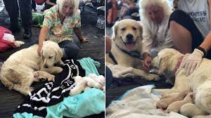 We focus on temperament and health above all in our puppies. Service Dog Gives Birth To 8 Puppies At Florida Airport Gate Inside Edition