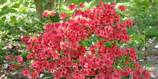 Browse our full collection of exotic blooms. Native Plants For Louisiana Home Gardeners Farm Bureau Insurance