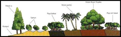 Tidak terlalu sesuai untuk bermandi manda. Geo Pt3 Bab 4 Tumbuhan Semulajadi Di Malaysia Quiz Quizizz