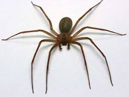 If the same percentages were true for california, patients would have already turned in hundreds of brown recluses to their doctors over the last decade and we would be able to easily find hundreds of recluses in the state. Got A Spider Bite Most Of The Time No Need To Panic