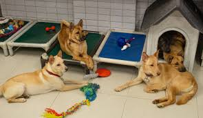 The adoption isn't free either, with a fee of $1,200 for a career change dog. Adopt Don T Buy Varsity