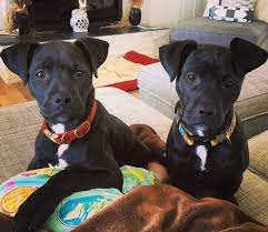 We did not find results for: Pitbull Lab Mix Interesting Facts About Labrador Pitbull Mix American Bully Daily