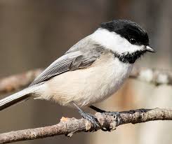 Identification Birds Of Texas Hill Country Winter Backyard Birds U S And Canada Black Capped Chickadee Black Capped Chickadee Backyard Birds Chickadee